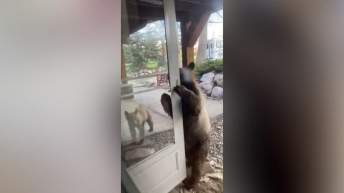 Watch: Brazen bear cub opens front door of Colorado home