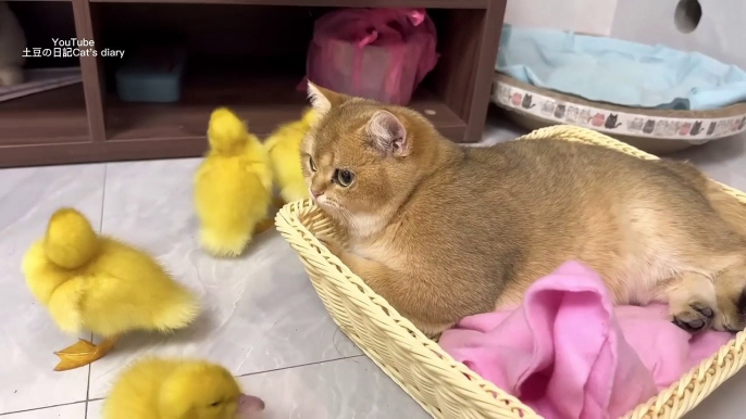 The duckling finally found its mother!The kitten is the duckling's mother cute and interestinganimal