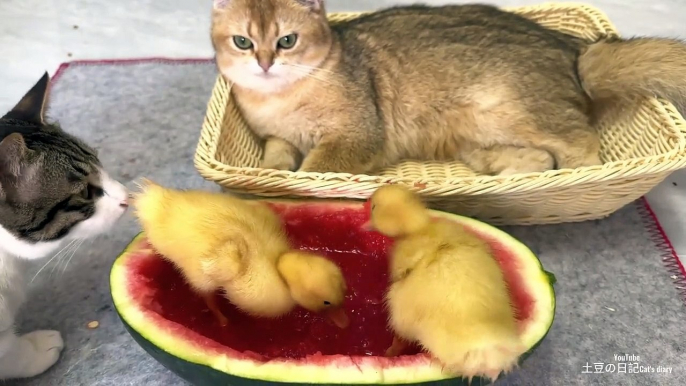 Interesting duckling. The kitten takes care of the duckling seriously and is the duckling's mother
