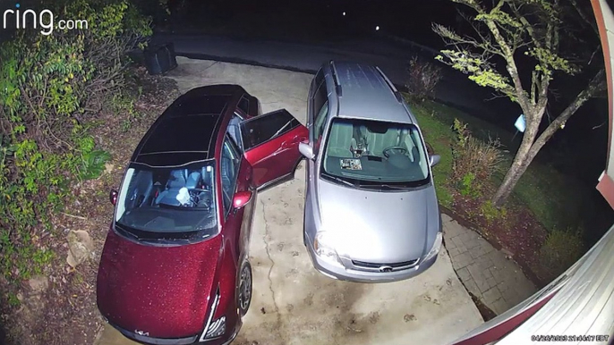 Clever Bear Opens Car Door to Get Inside