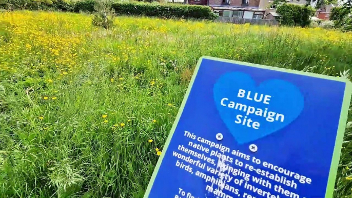 WATCH: Rewilding in action. A small grass field is now an oasis for nature in West Sussex