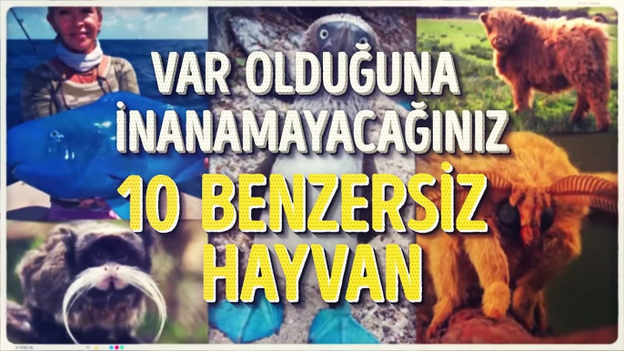 Var olduğuna İnanamayacağınız 10 Benzersiz Hayvan