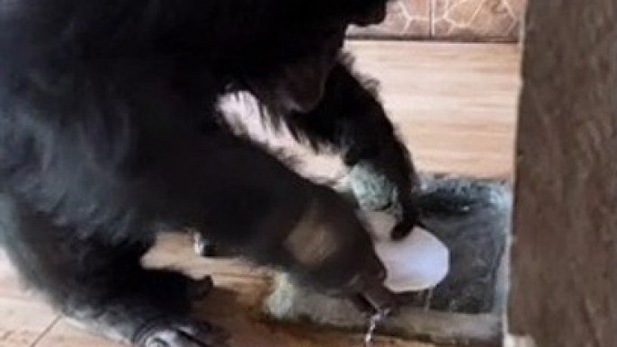 Gorilla Washing Dishes | Animals Funny Moments | Cute Pets | Funny Animals #animals #pets #gorilla