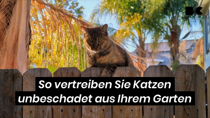 So vertreiben Sie Katzen unbeschadet aus Ihrem Garten