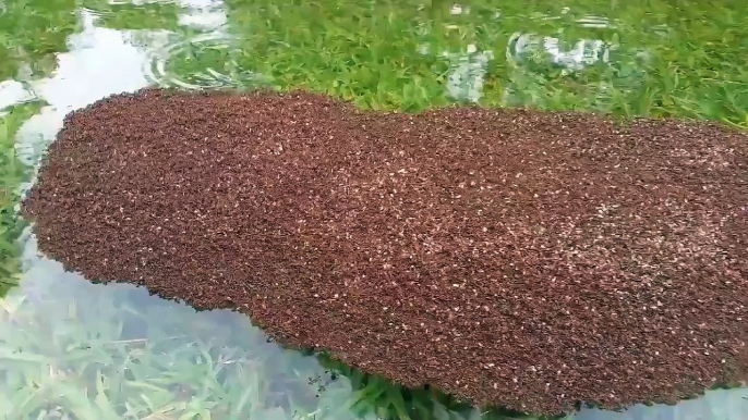 Colonia de Hormigas rojas flotando en inundaciones de Houston