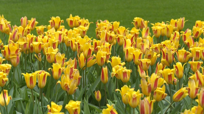 Pays-Bas: le plus grand jardin de tulipes du monde fête ses 75 ans