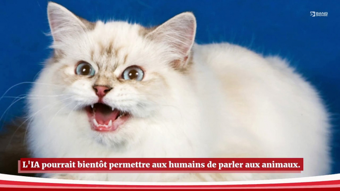 Avec l'aide de l'IA, les humains pourraient parler aux animaux dans un an