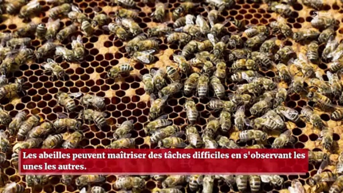 Les abeilles apprennent des tâches difficiles en s'observant les unes les autres