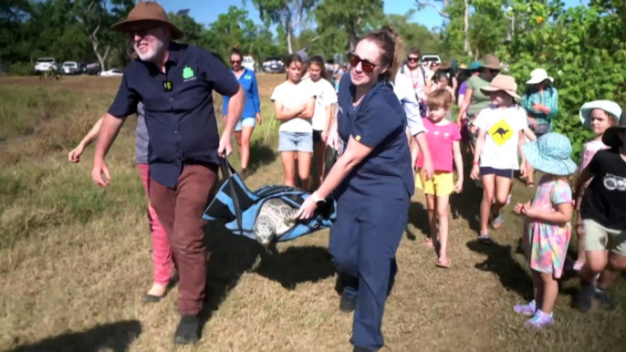 Turtle returned to ocean weeks after being found wrapped in fishing nets