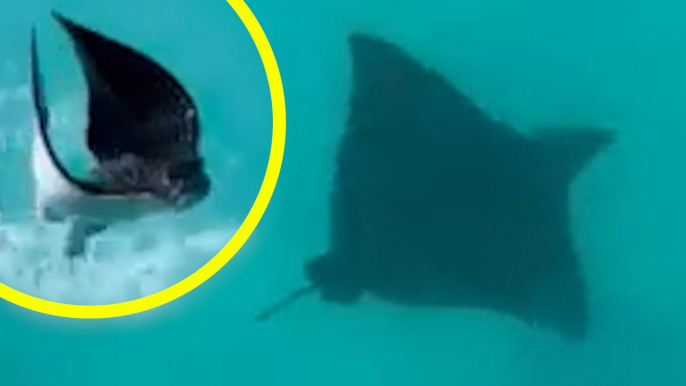 GIANT STINGRAY Captured JUMPING Out Of Water!