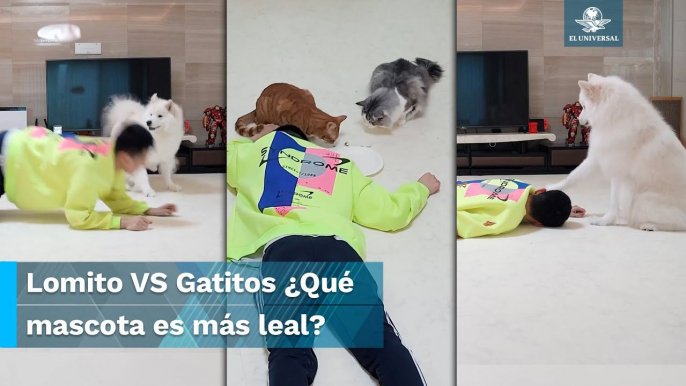 Pone a prueba la lealtad de sus perritos y gatitos y reacción de mascotas te sorprenderá