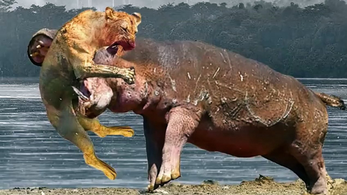 Angry Hippopotamus attacks Lion very hard, Wild Animals Attack (2)