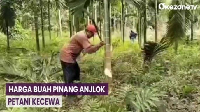 Harga Buah Anjlok, Petani di Muarojambi Babat Habis Pohon Pinang