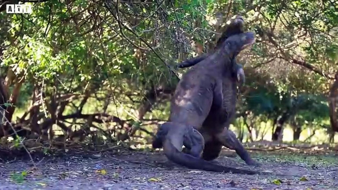 Amazing! Monitor Lizard Vs Python, Komodo Dragon vsCrocodile  Best Battle - Wild Animals   ATP Earth