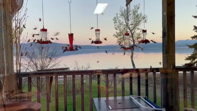 Flock of Hummingbirds Swarm Feeders