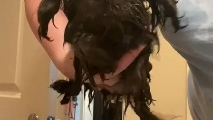 Puppy Continuously Moves Her Legs in Air After Owner Takes Her Out of Bath