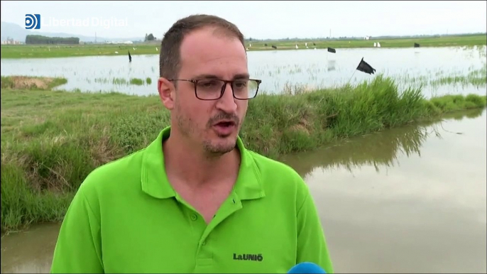 Los agricultores de La Albufera denuncian cuantiosas pérdidas en sus cosechas de arroz por culpa de los flamencos