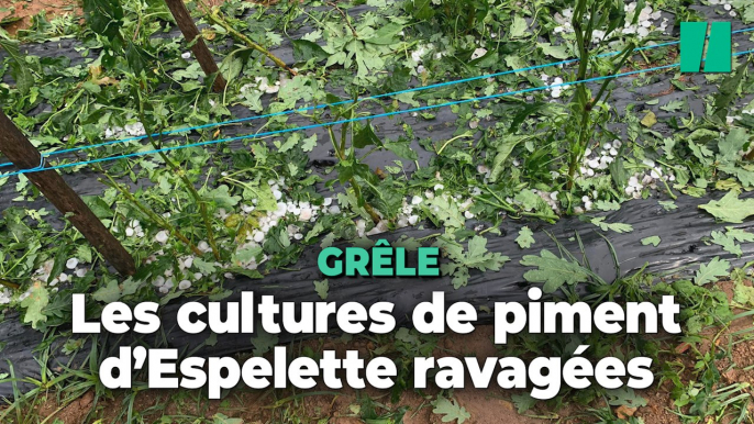 À Espelette dans le Pays basque, un violent orage de grêle a ravagé ces cultures de piment