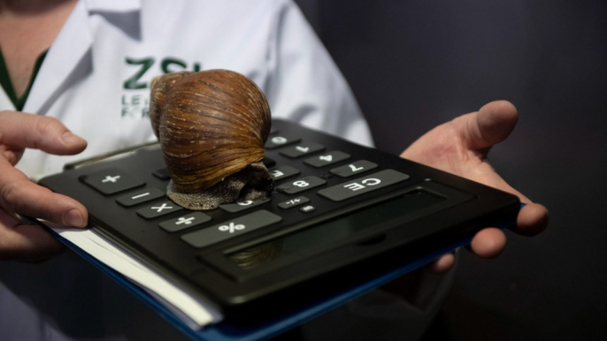 Giant lethal snails invading Florida city