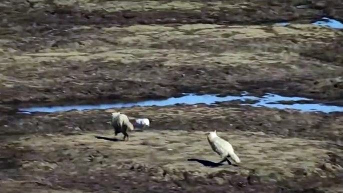 EPIC HARE VS ARCTIC WOLVES