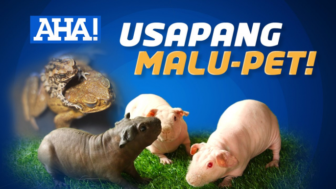 Mga kakaibang pet na palaka at skinny guinea pigs | AHA!