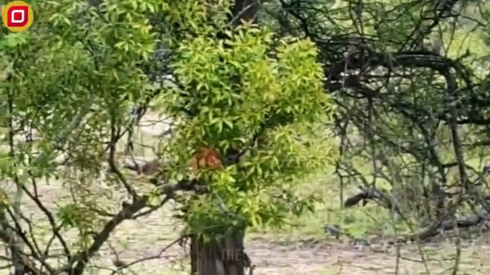 30 Moments Leopard Fights In The Tree With Lions, What Happens Next   Animal Fight
