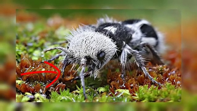 5 Animals You Won't Believe Actually Exist