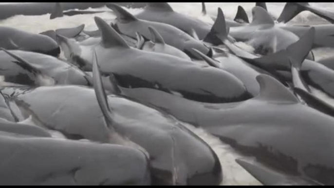 Australia, oltre 50 balene pilota morte sulla spiaggia a Cheynes Beach
