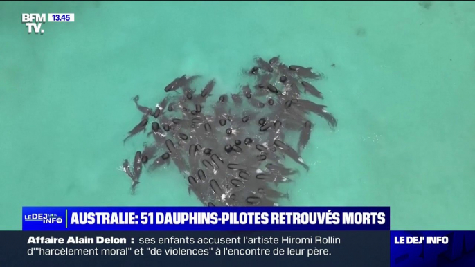 Australie: plus d'une cinquantaine de dauphins-pilotes sont morts après s'être échoués sur une plage