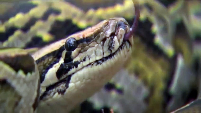 Lion Vs Snake - Python is too aggressive, Lion Cub mistakes when challenged - The result of Lion Cub