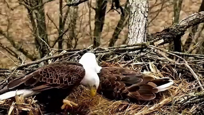 Eagle VS Grizzly Crazy Attack - Fatal mistake that caused the eagle to lose its baby