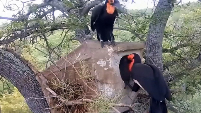 OMG! Eagle Suddenly Attack With Sharp Slaws Making Leopard Unable To Escape#leopard #animals