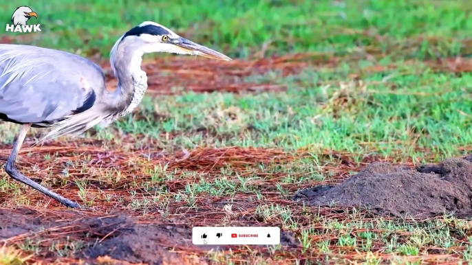 30 Ferocious Moments of Birds Hunting Their Next Meal  Animal Fight