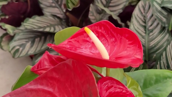 Cuatro plantas decorativas en el hogar generan intoxicaciones