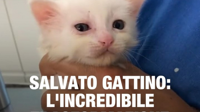 L'incredibile trasformazione di un gattino salvato