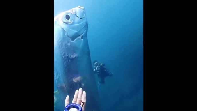 Des plongeurs découvrent un monstre des mers incroyable... poisson géant