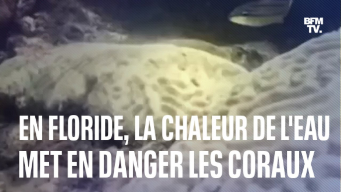 En Floride, la chaleur de la mer met en danger les coraux