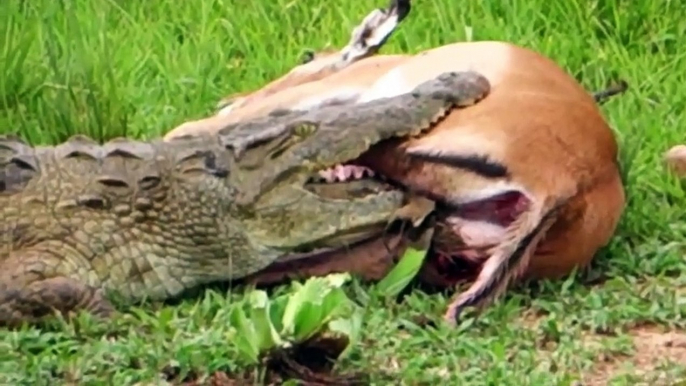 Animal attacks - Crocodiles attack monkeys! Wild dogs vs warthog