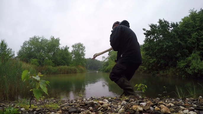 Swan Returned to His Partner After Two Weeks in the Rescue Center