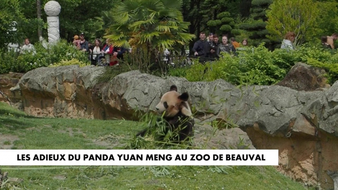 Les adieux du panda Yuan Meng au zoo de Beauval