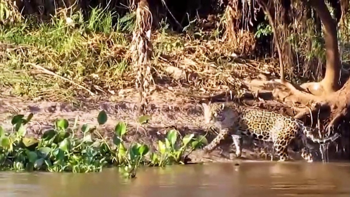 Brave Otters Attack The Jaguar To Save Their Friend