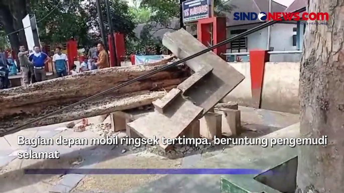 Pohon Besar Diduga Lapuk Tumbang, Timpa Minibus hingga Ringsek di Jambi