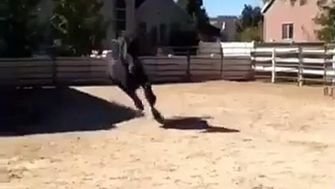 Happy Friesian Horse Gallops In Excitement Upon Owner’s Arrival!