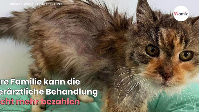 „Es bricht uns das Herz“ So soll das Leben für die 22-jährige Katze nicht enden-index