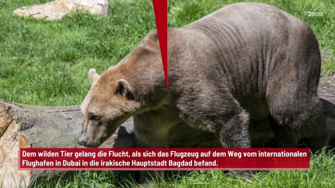 Flug verspätet - Bär aus dem Frachtraum entkommen