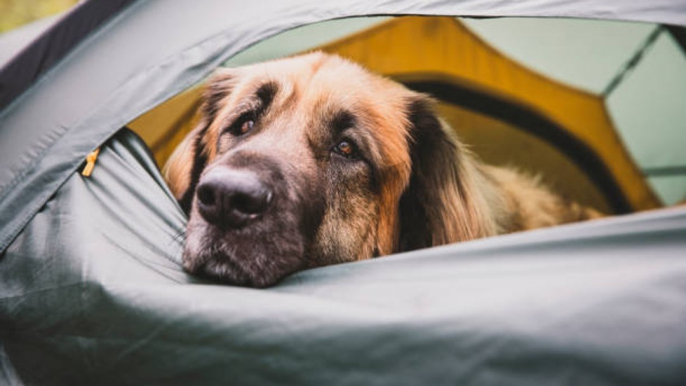 Cosas Que Debes Tener En Cuenta Antes De Ir De Camping Con Tu Perro