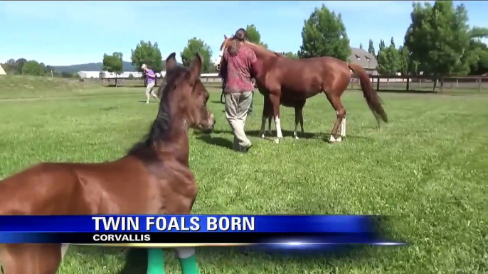 Twin Foals at OSU