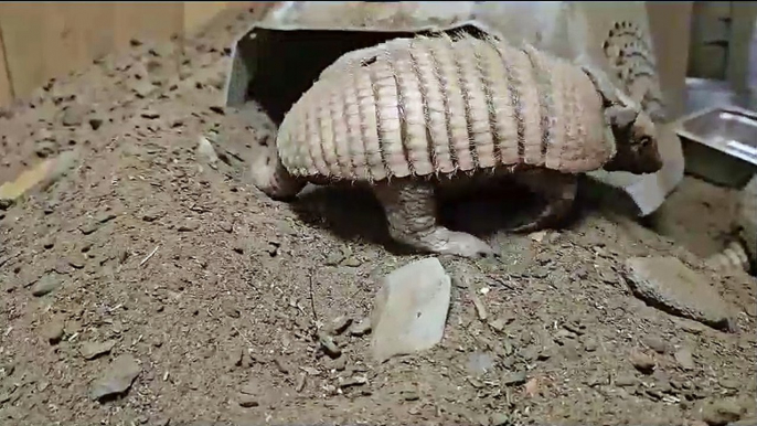 Baby Armadillos at Fife Zoo