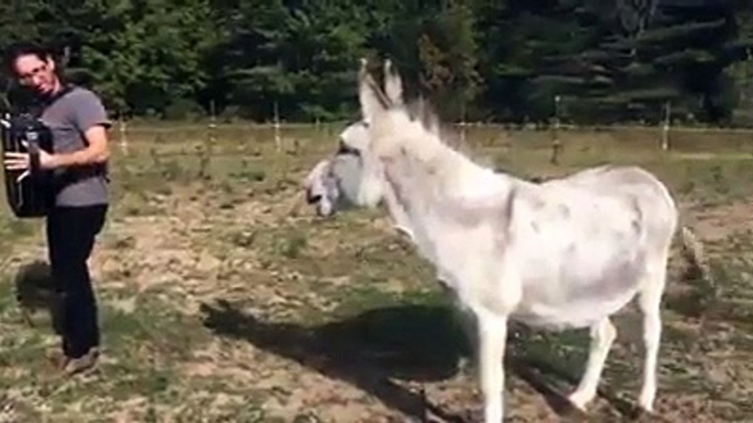 Donkey Thinks She Is A Singer And Maintains The Rhythm To The Music!