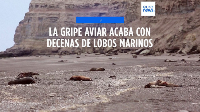 Decenas de lobos mueren por gripe aviar en la Patagonia argentina